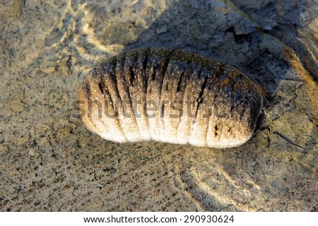Animal sea cucumber in the sand. trepang\
. Philippines.