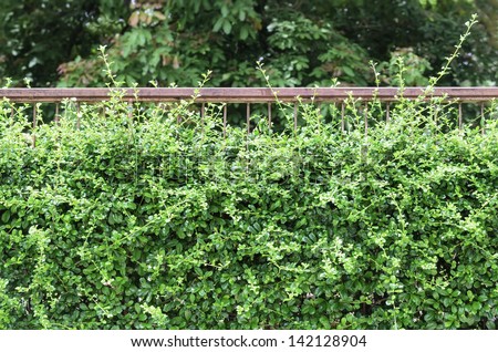 the Iron fence with many greeen flowers