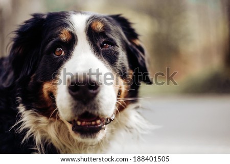 Portrait of dog in the forest, sunshine, vintage