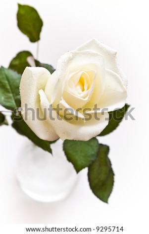 White rose in vase with water-drops