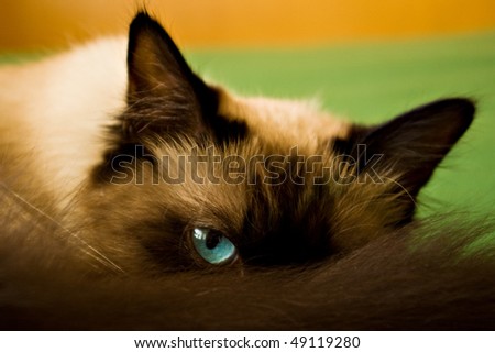 Closeup To