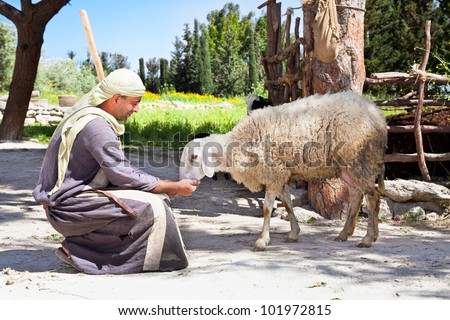 NAZARETH, ISRAEL - APRIL 24: Man dressed as a first-century herder feed his sheep at Nazareth Village, a representation of life at the time of Jesus in Nazareth, Israel, Apr 24, 2012