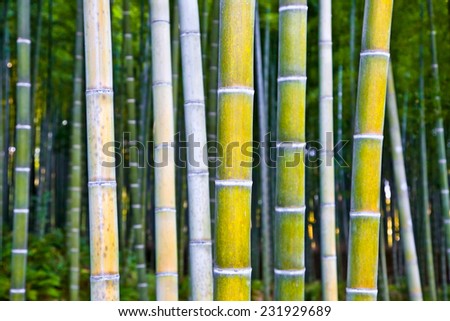 Bamboo forest  and Zen Garden in Arashiyama, Kyoto, Japan