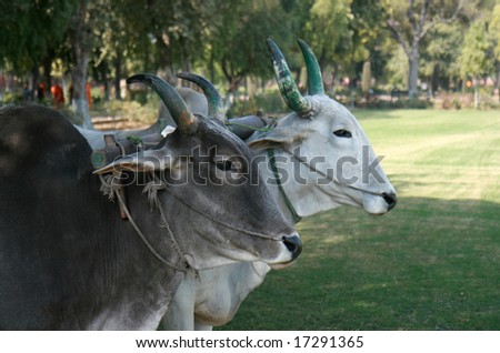 Heads of Indian cows, Agra, India