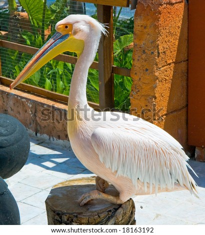 Great white pelican (Pelecanus onocrotalus) Pelican is ancient symbol of maternal love.