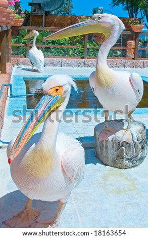Great white pelicans (Pelecanus onocrotalus) Pelican is ancient symbol of maternal love.