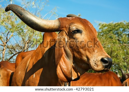 The face and upper body of a Indian golden cow with nice horns, Gujarati , India