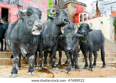The face and all body of a Indian cow, Varanasi , India