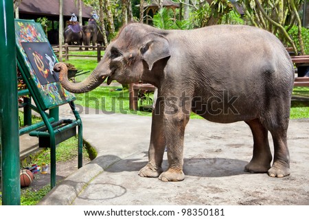 Artistic  Elephant drawing a picture on elephants show, Bali, Indonesia