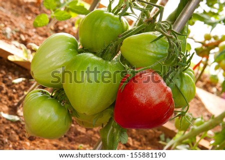 Beefsteak tomatoes.