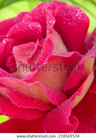 petals of rose and drops