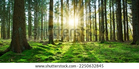 Similar – Image, Stock Photo Sun Shining Through Forest Woods Over Lane, Country Road. Path, Walkway In Autumn Forest. Sunset Sunrise In Trees Woods