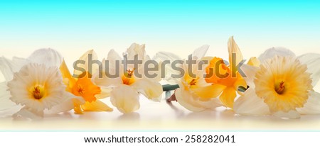 Daffodils isolated on white background.