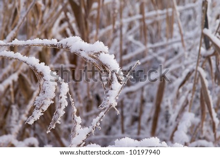 Picture of frozen grass in the winter