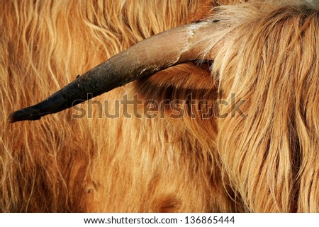 highland cattle bull horn