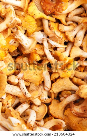 Raw fresh chanterelle mushrooms at farmers market