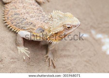 brown chameleon on sand ground.