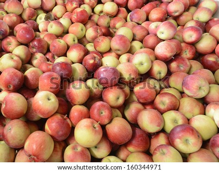 fresh crop of yellow flesh gala apples