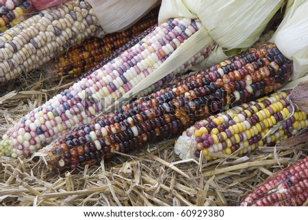 indian corn closeup