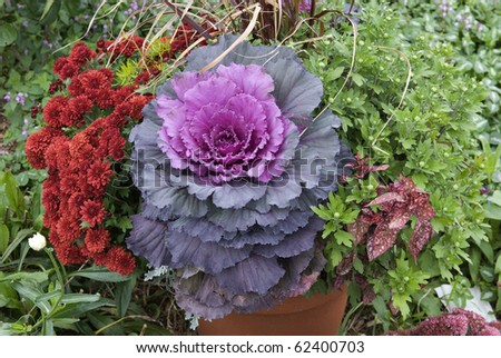 beautiful fall decoration with flowering cabbage and red mums