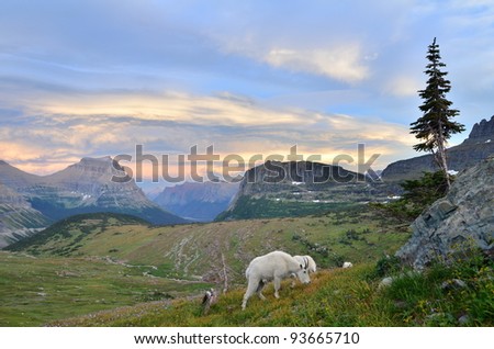 Mountain Goats at Logan Pass in Glacier National Park