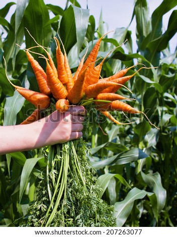 Closeup of woman hand holding  a bunch of carrots