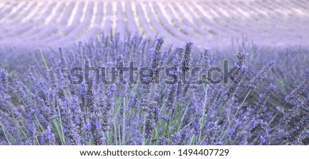 Similar – Image, Stock Photo #A# Lavender in the garden I