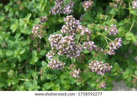 Similar – Image, Stock Photo flowering oregano Oregano