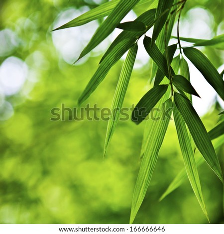 Bamboo,Bamboo Leaf