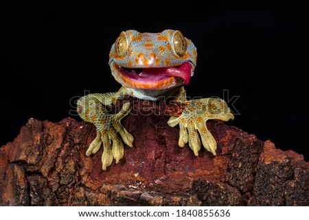 Gekko gecko, the tokay gecko Stock fotó © 