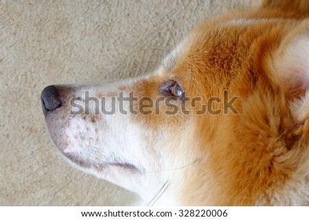 Dog(Bang-kaew) of thailand.White Brown Color.Face Side Show