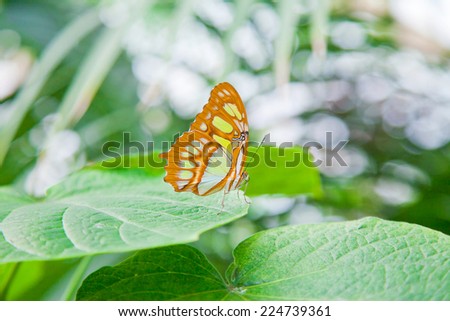 Closeup on the Malachite Butterfly on a leaf with bokeh effect in the background