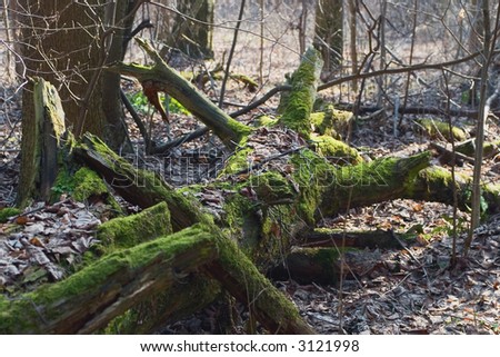 old moss-grown tree in the forest
