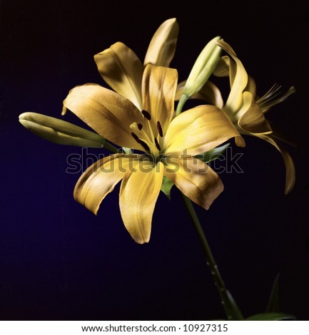 yellow lily flower on dark blue background. high resolution