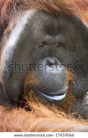 Orangutan Close up Portrait