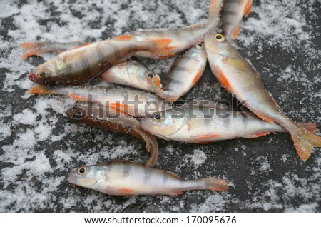 Plenty of fish (perches), lying on the ice, covered with snow