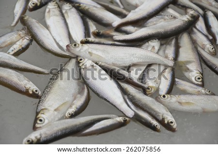 Plenty of fish (Alburnus alburnus), lying on the ice, covered with water