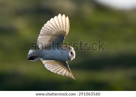 Barn Owl flying