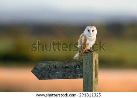 Wild Barn Owl on post