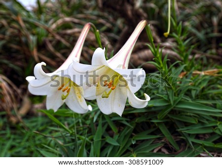 lilies of the field
