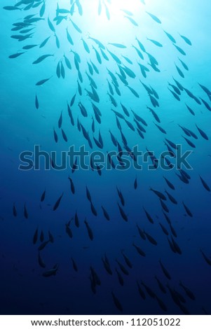 A shoal of  Sarpa Salpa fishes in back-light. Shot in the wild.