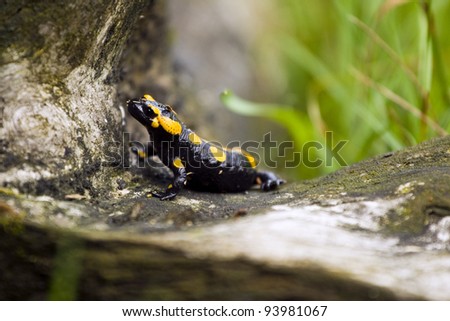 Beautiful european fire salamander. Polish fauna.