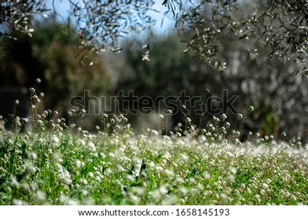Green meadow of wild flowers with trees in background and hanging green branch in foreground Foto stock © 