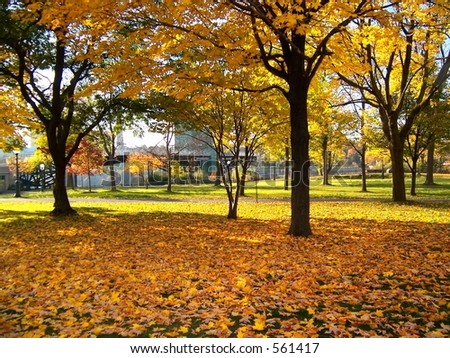 Autumn in America\'s oldest state park. Niagara.