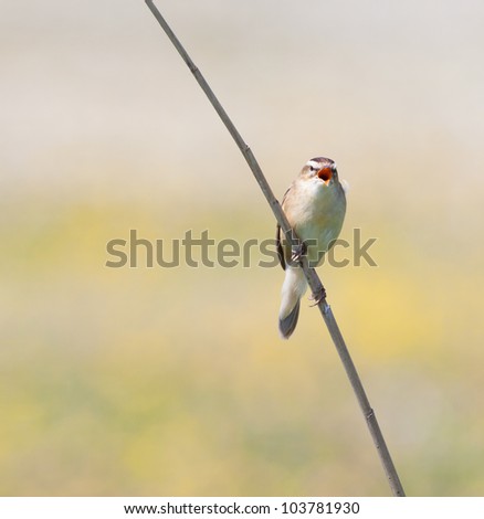 A Sedge Warbler (Acrocephalus schoenobaenus) singing  on the reed