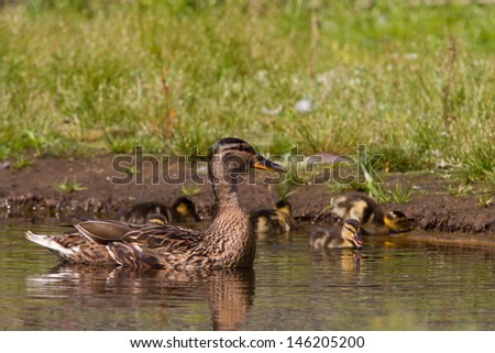 Mother duck guarding ducklings while they forage