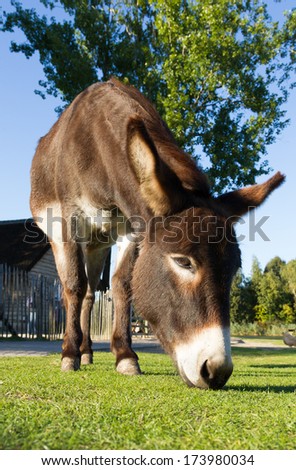 A donkey is grazing on a farm yard seen from low viewpoint