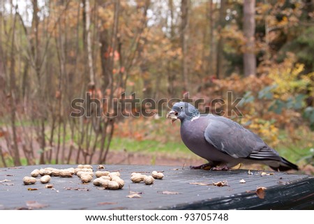 Wood pigeon on a table with a peanut in its beak