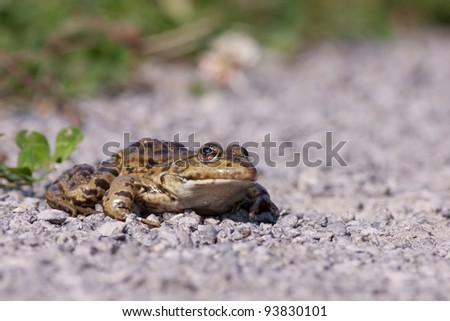 common toad (bufo bufo) on a gravel path