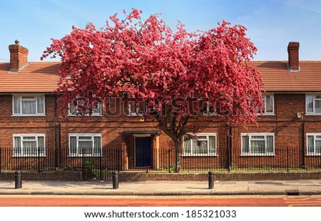 Brick house in London with blooming tree